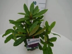 Rhododendron (Rhododendron 'Marcel Menard') -Garden Plants Series Store marcel mennard c2 zij 1