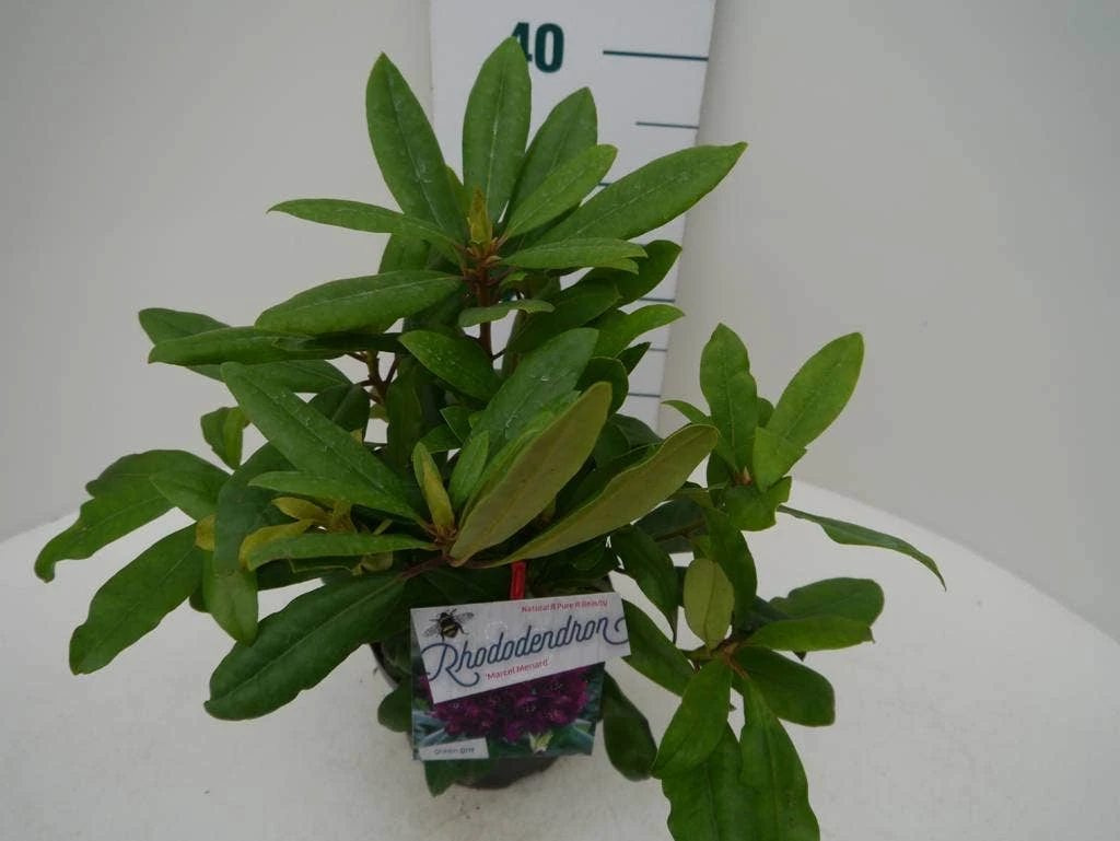 Rhododendron (Rhododendron 'Marcel Menard') 8 Rhododendron (Rhododendron 'Marcel Menard') - Image 6