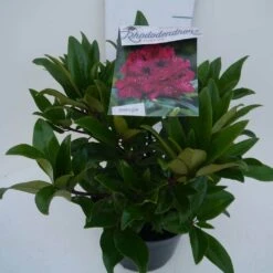 Rhododendron (Rhododendron 'Marie Forte') -Garden Plants Series Store marie forte c5 zij