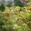 Japanse Esdoorn (Acer Palmatum 'Osakazuki') -Garden Plants Series Store mebr00220 1