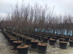 Meerstammige Kornoelje (Cornus Kousa 'Milky Way') -Garden Plants Series Store meerstamcornusmilkyway 2