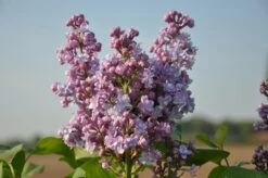 Sering (Syringa Vulgaris 'Michel Buchner') 7 Sering (Syringa Vulgaris 'Michel Buchner') -Garden Plants Series Store michel buchner