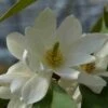 Michelia 'Fairy Magnolia White' -Garden Plants Series Store michelia fairy magnolia blush 2 1