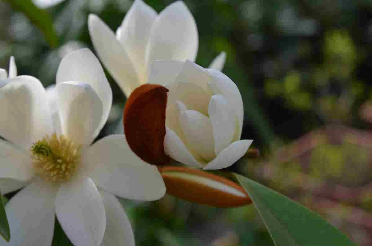 Michelia 'Fairy Magnolia White' 4 Michelia 'Fairy Magnolia White' - Image 2