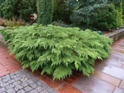 Valse Jeneverbes (Microbiota Decussata) -Garden Plants Series Store microbiota decussata