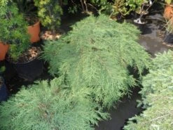 Valse Jeneverbes (Microbiota Decussata) -Garden Plants Series Store microbiota decussata 60 80 c12