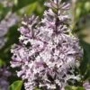Dwergsering (Syringa Patula 'Miss Kim') -Garden Plants Series Store miss kim