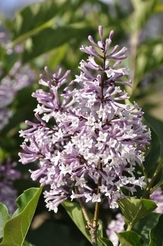 Dwergsering (Syringa Patula 'Miss Kim') 3 Dwergsering (Syringa Patula 'Miss Kim')