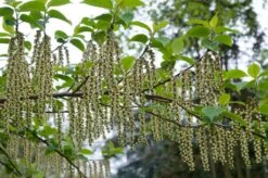 Staartaar (Stachyurus Praecox) 9 Staartaar (Stachyurus Praecox) -Garden Plants Series Store moja00886 1 1