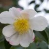 Camelia (Camellia Sasanqua 'Hino De Gumo') -Garden Plants Series Store moja01077