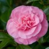 Camelia (Camellia Japonica 'Marie Bracey') -Garden Plants Series Store moja01193 1