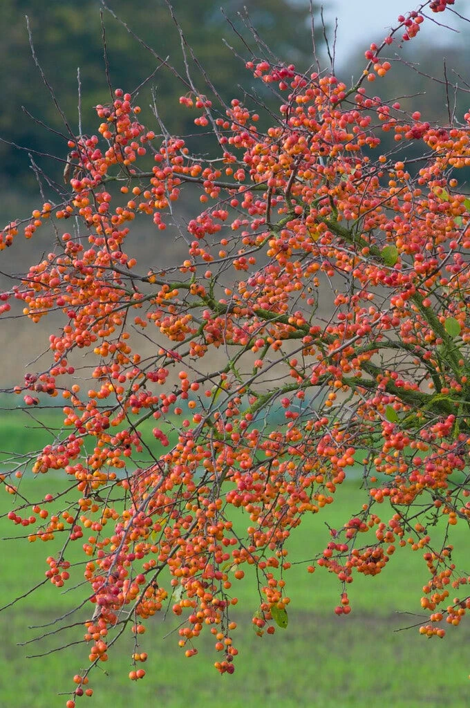 Grote Sierappel (Malus 'Evereste') 4 Grote Sierappel (Malus 'Evereste') - Image 2