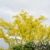 Grote Gleditsia (Gleditsia Triacanthos 'Sunburst') -Garden Plants Series Store moja07135