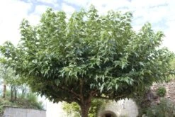 Dakmoerbei (Morus Alba 'Macrophylla') -Garden Plants Series Store morus alba02