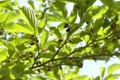 Dakmoerbei (Morus Alba 'Macrophylla') -Garden Plants Series Store morus alba03 1