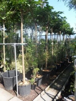 Dakmoerbei (Morus Alba 'Macrophylla') -Garden Plants Series Store morus alba macrophylla 14 16ho cont