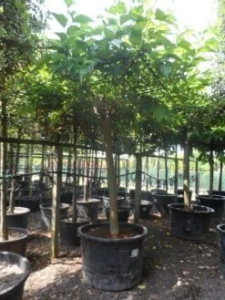 Dakmoerbei (Morus Alba 'Macrophylla') -Garden Plants Series Store morus alba macrophylla 35 40ho c500 dakvorm