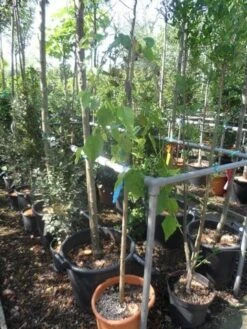 Moerbei Als Treurboom (Morus Alba 'Pendula') -Garden Plants Series Store morus alba pendula halfstam c20