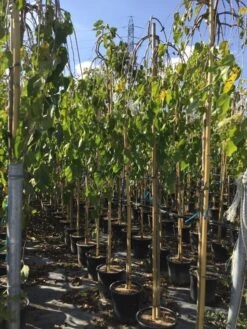 Moerbei Als Treurboom (Morus Alba 'Pendula') -Garden Plants Series Store morus laba pendula 8 10