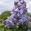 Sering (Syringa Vulgaris 'Nadezhda') -Garden Plants Series Store nadezhda