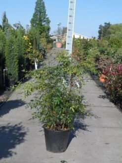 Hemelse Bamboe (Nandina Domestica) -Garden Plants Series Store nandina domestica 100 125 c35