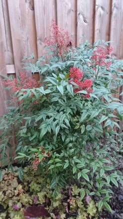 Hemelse Bamboe (Nandina Domestica) -Garden Plants Series Store nandina domestica 1