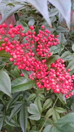 Hemelse Bamboe (Nandina Domestica) -Garden Plants Series Store nandina domestica 2