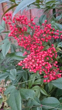 Hemelse Bamboe (Nandina Domestica) -Garden Plants Series Store nandina domestica 3