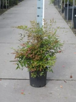 Hemelse Bamboe (Nandina Domestica) -Garden Plants Series Store nandina domestica 50 60 c10