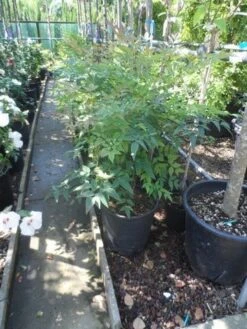 Hemelse Bamboe (Nandina Domestica) -Garden Plants Series Store nandina domestica 60 80 c15 18