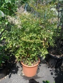 Hemelse Bamboe (Nandina Domestica) -Garden Plants Series Store nandina domestica 80 100 c25