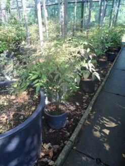 Hemelse Bamboe (Nandina Domestica) -Garden Plants Series Store nandina domestica c5