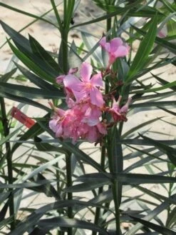 Roze Oleander (Nerium Oleander) -Garden Plants Series Store nerium roze