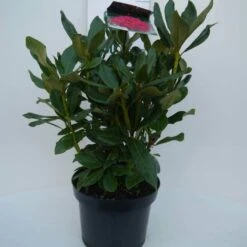 Rhododendron (Rhododendron 'Nova Zembla') -Garden Plants Series Store nova zembla c5 voor