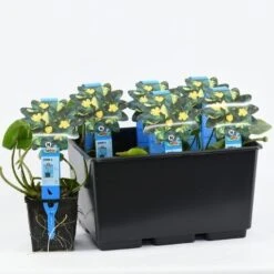 Gele Plomp (Nuphar Lutea) -Garden Plants Series Store nuphar lutea variegata 20180404193138