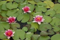 Waterlelie (Nymphaea 'Attraction') -Garden Plants Series Store nymphaea attraction 2