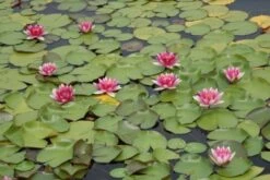 Waterlelie (Nymphaea 'Attraction') -Garden Plants Series Store nymphaea attraction 3