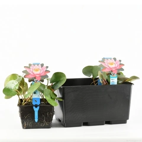 Waterlelie (Nymphaea 'Firecrest') 4 Waterlelie (Nymphaea 'Firecrest') - Image 2