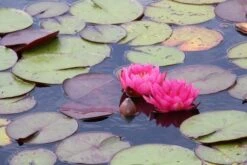 Waterlelie (Nymphaea 'James Brydon') -Garden Plants Series Store nymphaea james brydon 1