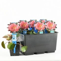 Waterlelie (Nymphaea 'James Brydon') -Garden Plants Series Store nymphaea james brydon t 2