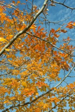 Tupelo Struik (Nyssa Sylvatica)