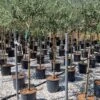 Olijf Als Halfstam (Olea Europaea 'leccino')