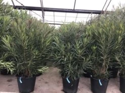 Smalbladige Oleander (Nerium Oleander 'Papa Gambetta') -Garden Plants Series Store oleanderpapagambetta 1