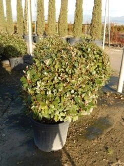 Olijfwilg Als Bol (Elaeagnus Ebbingei 'Compacta') -Garden Plants Series Store olijfwilg bollen 6070cm 2