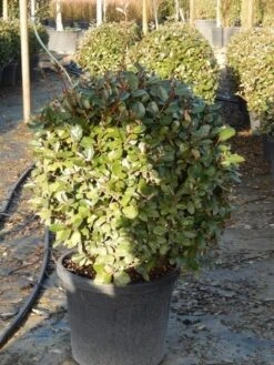 Olijfwilg Als Bol (Elaeagnus Ebbingei 'Compacta') -Garden Plants Series Store olijfwilg bollen 6070cm 3