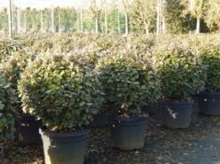 Olijfwilg Als Bol (Elaeagnus Ebbingei 'Compacta') -Garden Plants Series Store olijfwilg bollen 6070cm 4