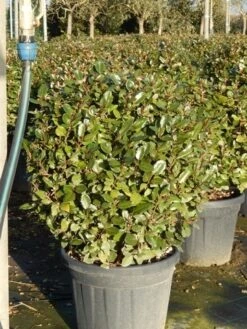 Olijfwilg Als Bol (Elaeagnus Ebbingei 'Compacta') -Garden Plants Series Store olijfwilg bollen 6070cm 5 1