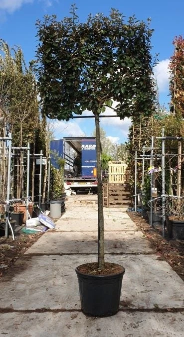 Olijfwilg Halfstam Als Leiboom (Elaeagnus Ebbingei) 4 Olijfwilg Halfstam Als Leiboom (Elaeagnus Ebbingei) - Image 2