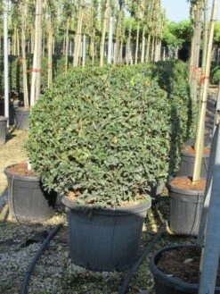 Schijnhulst In Bolvorm (Osmanthus Heterophyllus 'Goshiki') 5 Schijnhulst In Bolvorm (Osmanthus Heterophyllus 'Goshiki') -Garden Plants Series Store osmanthus bol