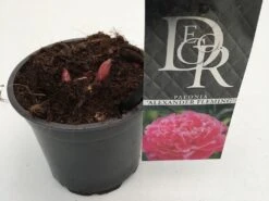 New Arrival -Garden Plants Series Store paeonia alexander fleming p12